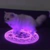Lussindiya