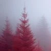 roter_wald