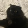 Luna A Bell