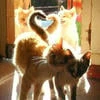 Котя00023