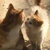 Котики.