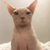 Протухшая овсянка.