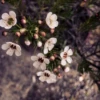 _Ariana_34