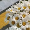 зорка венера