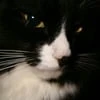 phantocat
