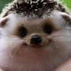 Paulana