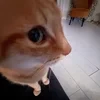 Немой огурец