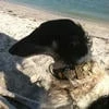 blackfinned_ssshhhark