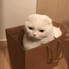dasha_DASHA_12