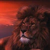 Dreaming_Lion