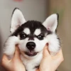 KroKoJean