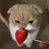 Кошачье Виски