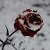 Flower_Rose