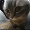 Задолбаный кот