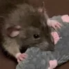 шышевник