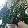 Zamiokulcas