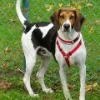 Foxhound