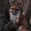 Nikson.fox