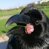 S.Crow
