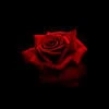 _Rose_Nastya_