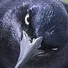JVraven