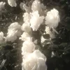 moonlight_1980