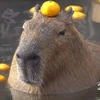 Capibara17