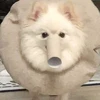 Shakirzaynova