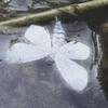 Eustroma Melancholicum