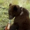 финский айс