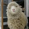 sheep__