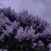 Samiruly