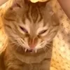 Изюм епт