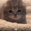 Барон соли