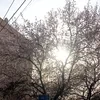 Сакурава
