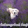 лавандовый ваф. лаванда