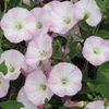 Convolvulus Arvensis