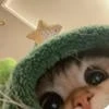 Кот_Х