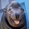 Arfes
