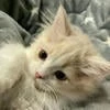 Anny l Lord Fuzzy