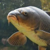 Brownish Carp