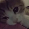 xs_s