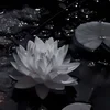 etzmo.liyen
