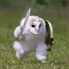 Owl_under_tea