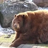 Чистокровный Рыр