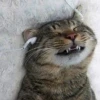 Бродячий Чеширский Кот