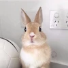 Ali_Fox