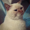 cat in metro