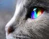 RusRainbow