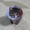 Динозавр в тапочках